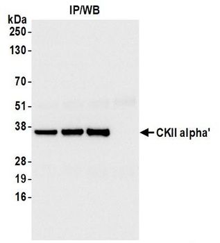 Rabbit CKII alpha' Antibody