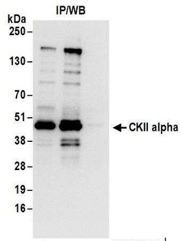 Rabbit CKII alpha Antibody