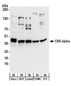 Rabbit CKII alpha Antibody