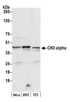 Rabbit CKII alpha Antibody