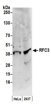 Rabbit RFC3 Antibody
