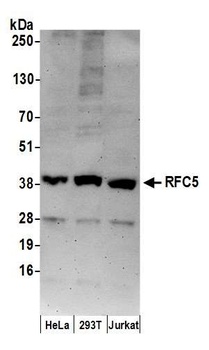 Goat RFC5 Antibody