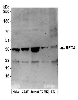 Goat RFC4 Antibody
