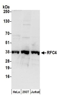 Goat RFC4 Antibody