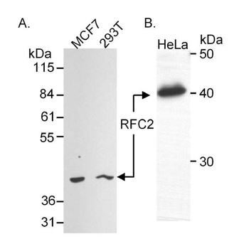 Goat RFC2 Antibody