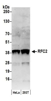 Goat RFC2 Antibody
