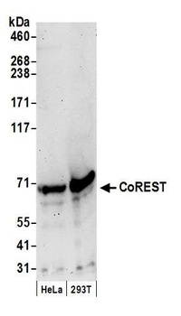 Rabbit CoREST Antibody