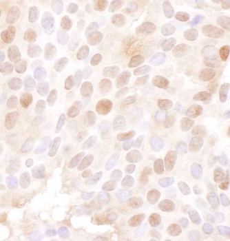 Goat MCM4 Antibody