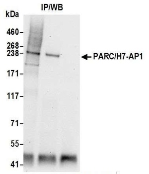 Rabbit PARC/H7-AP1 Antibody