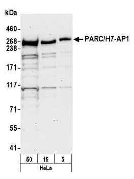 Rabbit PARC/H7-AP1 Antibody