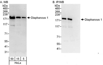 Rabbit Diaphanous 1 Antibody