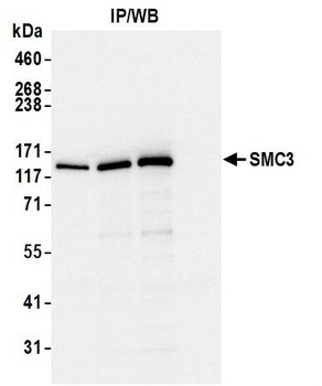 Rabbit SMC3 Antibody