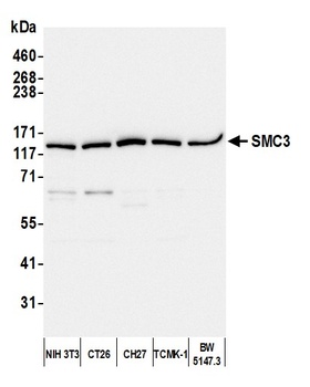 Rabbit SMC3 Antibody