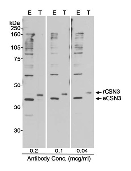 Rabbit CSN3 Antibody