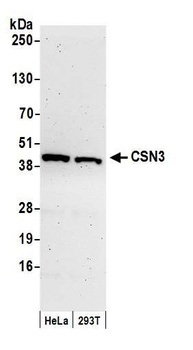 Rabbit CSN3 Antibody