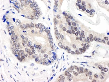 Rabbit CSN3 Antibody
