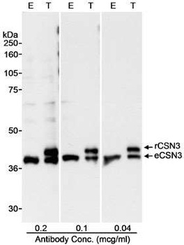 Rabbit CSN3 Antibody