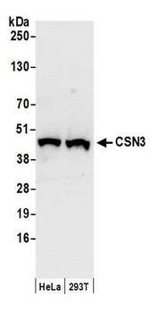 Rabbit CSN3 Antibody