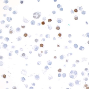 Rabbit anti-V5 Tag Recombinant Monoclonal Antibody