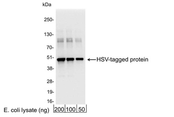 Rabbit HSV Tag Antibody