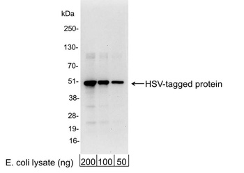 Goat HSV Tag Antibody