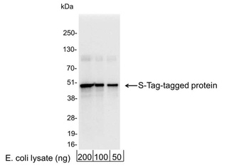 Rabbit S Tag Antibody