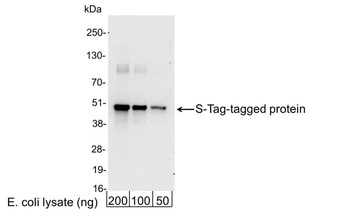 Goat S Tag Antibody (HRP)