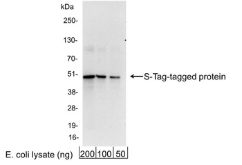 Goat S Tag Antibody