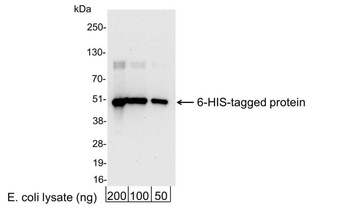 Rabbit 6-His Tag Antibody (Biotin)