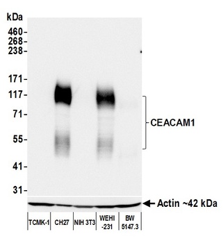 Rabbit anti-CEACAM1 Recombinant Monoclonal Antibody