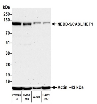 Rabbit anti-NEDD-9/CASL/HEF1 Recombinant Monoclonal Antibody