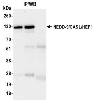 Rabbit anti-NEDD-9/CASL/HEF1 Recombinant Monoclonal Antibody