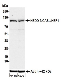Rabbit anti-NEDD-9/CASL/HEF1 Recombinant Monoclonal Antibody