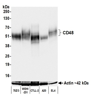 Rabbit anti-CD48 Recombinant Monoclonal Antibody