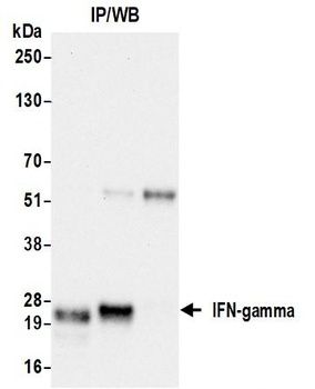 Rabbit anti-IFN-gamma Recombinant Monoclonal Antibody