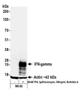 Rabbit anti-IFN-gamma Recombinant Monoclonal Antibody