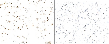 Rabbit anti-IFN-gamma Recombinant Monoclonal Antibody