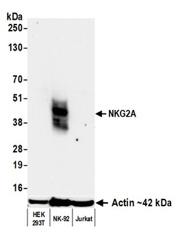 Rabbit anti-NKG2A Recombinant Monoclonal Antibody