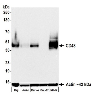 Rabbit anti-CD48 Recombinant Monoclonal Antibody