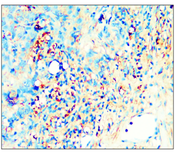 PPARγ Rabbit Polyclonal Antibody