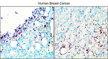 Adiponectin Rabbit Polyclonal Antibody