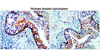 Claudin-1/CLDN1 Antibody
