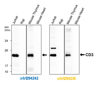 CD3 Intracellular domain Antibody