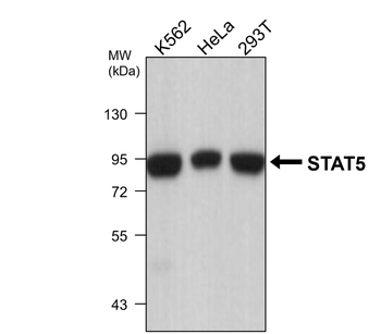 STAT5 Mouse Monoclonal Antibody