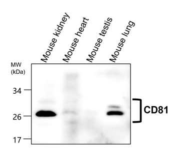 CD81 Antibody