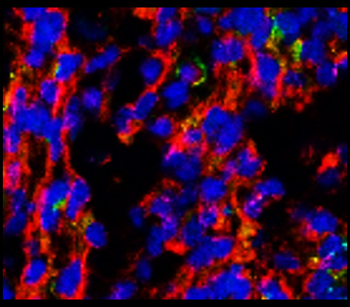 Tuj1 Mouse Monoclonal Antibody