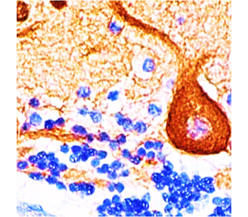 Tuj1 Mouse Monoclonal Antibody