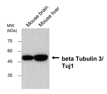 Tuj1 Mouse Monoclonal Antibody