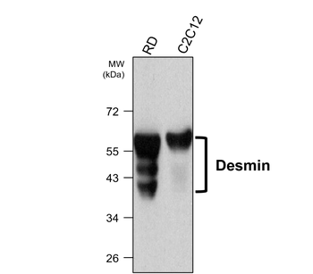 Desmin Mouse Monoclonal Antibody