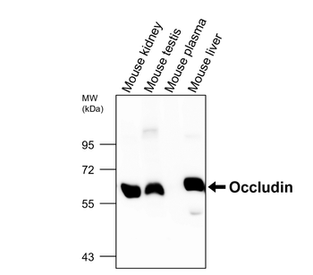 Occludin Antibody